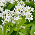 Sweet Woodruff - 4" Pot