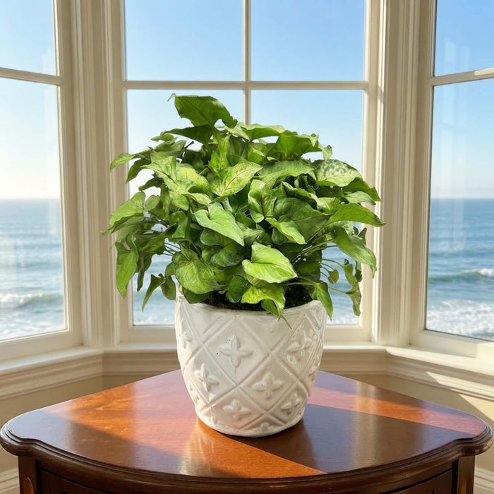 Syngonium in White Diamond Pot Arrangement