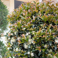 Syzygium 'Monterey Bay' - Monterey Bay Brush Cherry - 5 Gallon - Roger's Gardens