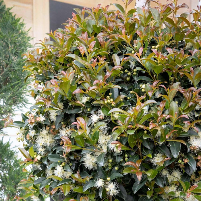 Syzygium 'Monterey Bay' - Monterey Bay Brush Cherry - 5 Gallon - Roger's Gardens