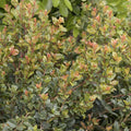 Syzygium 'Orange Twist' - Orange Twist Brush Cherry - 5 Gallon - Roger's Gardens