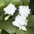 Tabernaemontana 'Flore Pleno' - Cape Jasmine - 5 Gallon - Roger's Gardens