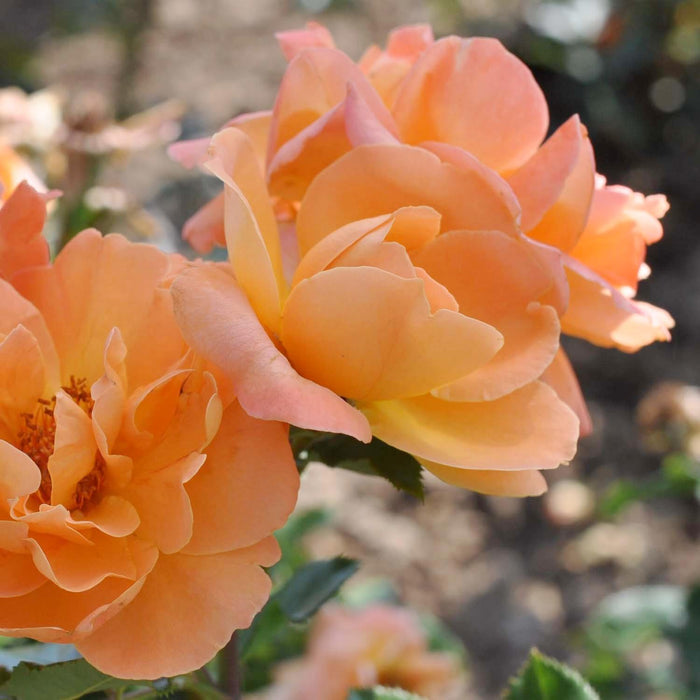 Tangerine Skies - 5 Gallon - Roger's Gardens