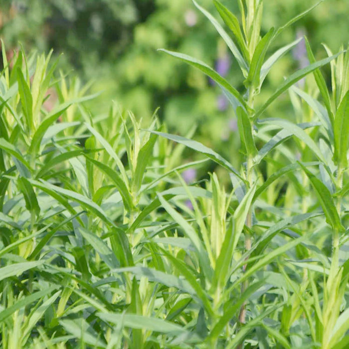 Tarragon 'Russian' - 4" Pot
