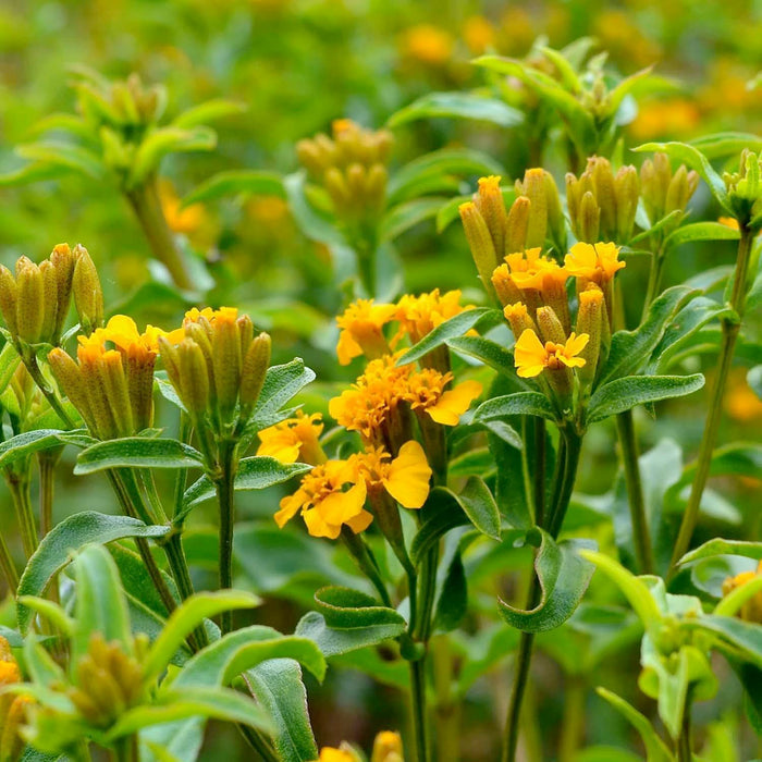 Tarragon 'Spanish' - 4" Pot