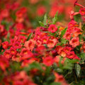 Tecoma 'Stans Red Hot' PP - Red Hot Cape Honeysuckle - 1 Gallon - Roger's Gardens