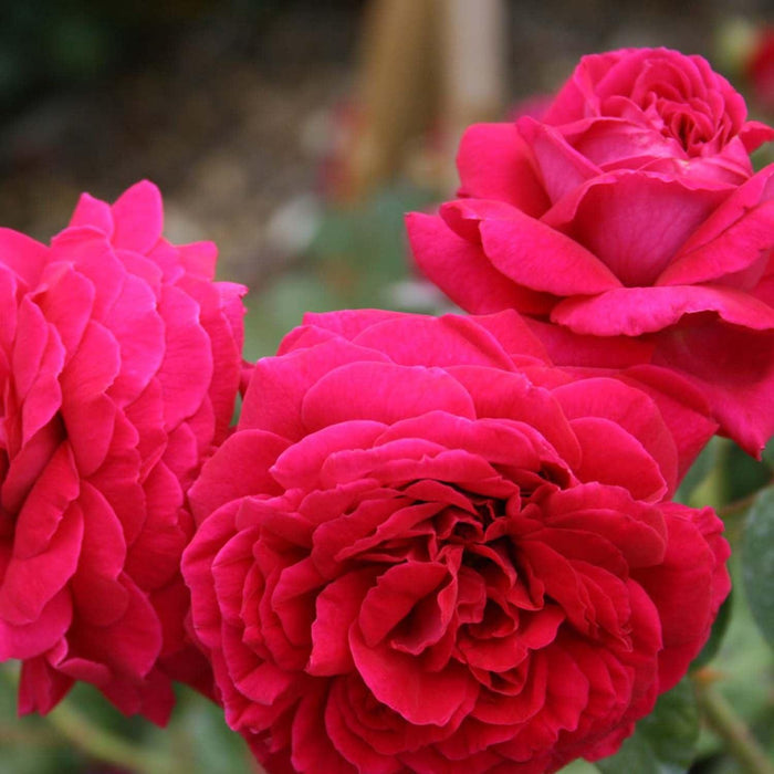 Tess Of The Dubervilles - 5 Gallon - Roger's Gardens