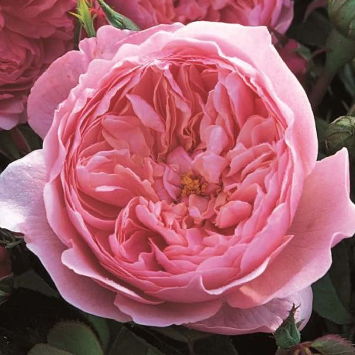 The Alnwick Rose - 5 Gallon