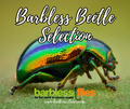 The Barbless Beetle Selection