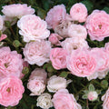 The Fairy - 5 Gallon - Roger's Gardens