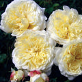 The Pilgrim - 5 Gallon - Roger's Gardens