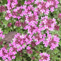 Thyme 'Creeping Red' - 4" Pot