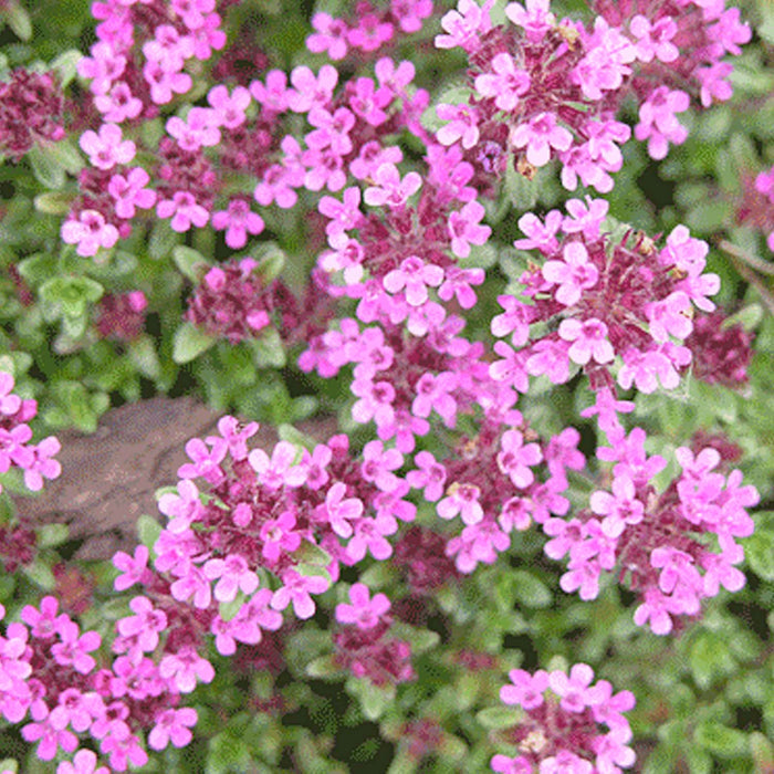 Thyme 'Creeping Red' - 4" Pot