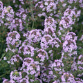 Thyme 'Doone Valley' - 4" Pot