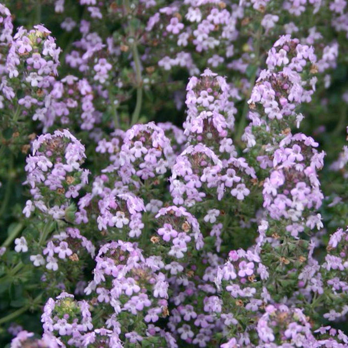 Thyme 'Doone Valley' - 4" Pot