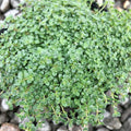 Thyme 'Elfin' - 4" Pot