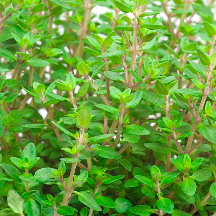 Thyme 'English' - 4" Pot