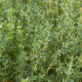 Thyme 'French' - 4" Pot