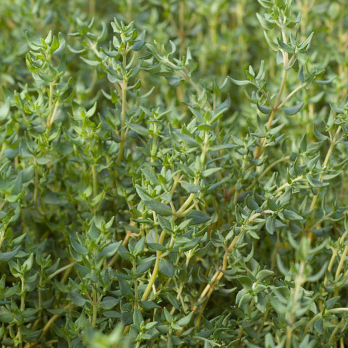 Thyme 'French' - 4" Pot