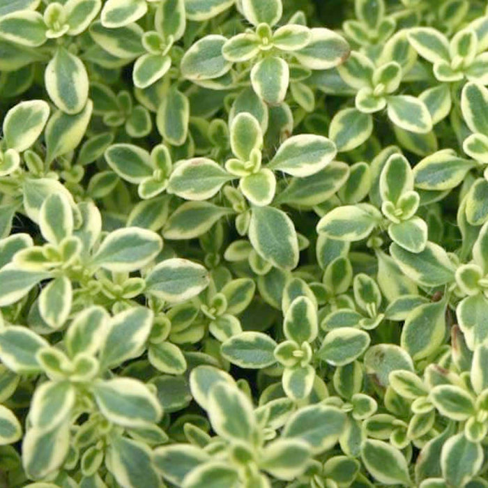 Thyme 'Highland Cream' - 4" Pot