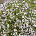 Thyme 'Hiho Silver' - 4" Pot