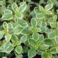 Thyme 'Lemon' - 4" Pot