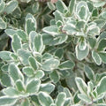 Thyme 'Lemon Silver' - 4" Pot