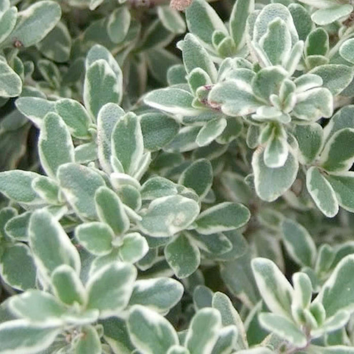 Thyme 'Lemon Silver' - 4" Pot