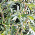 Thyme 'Lemonade' - 4" Pot