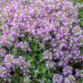 Thyme 'Magic Carpet' - 4" Pot