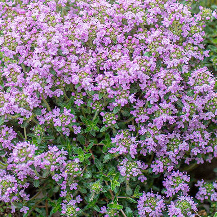 Thyme 'Magic Carpet' - 4" Pot
