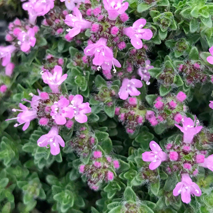 Thyme 'Pink Chintz' - 4" Pot