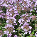 Thyme 'Pink Ripple' - 4" Pot