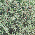 Thyme 'Silver' - 4" Pot