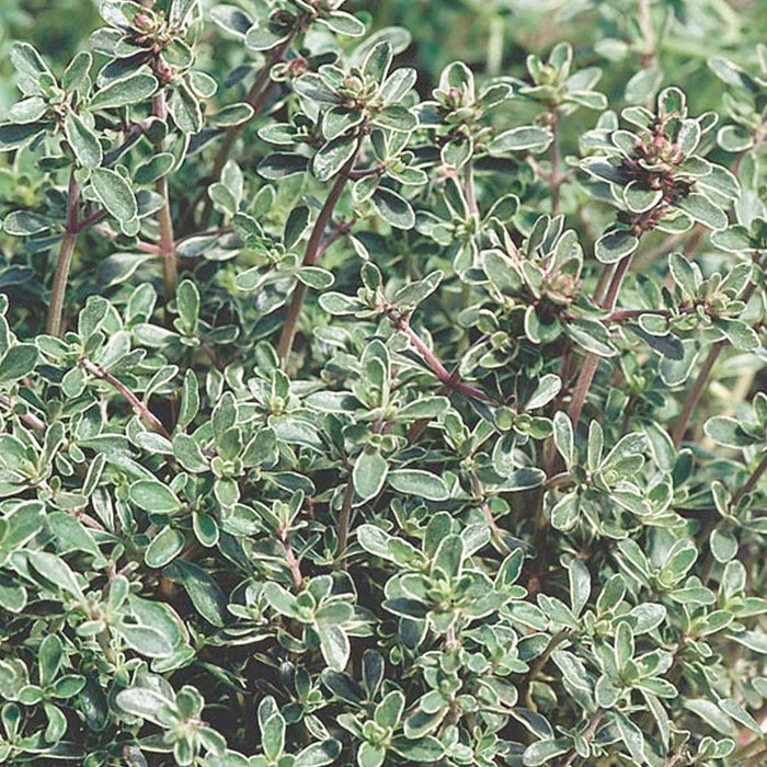 Thyme 'Silver' - 4" Pot
