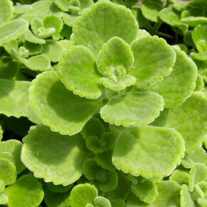 Thyme 'Spanish' - 4" Pot