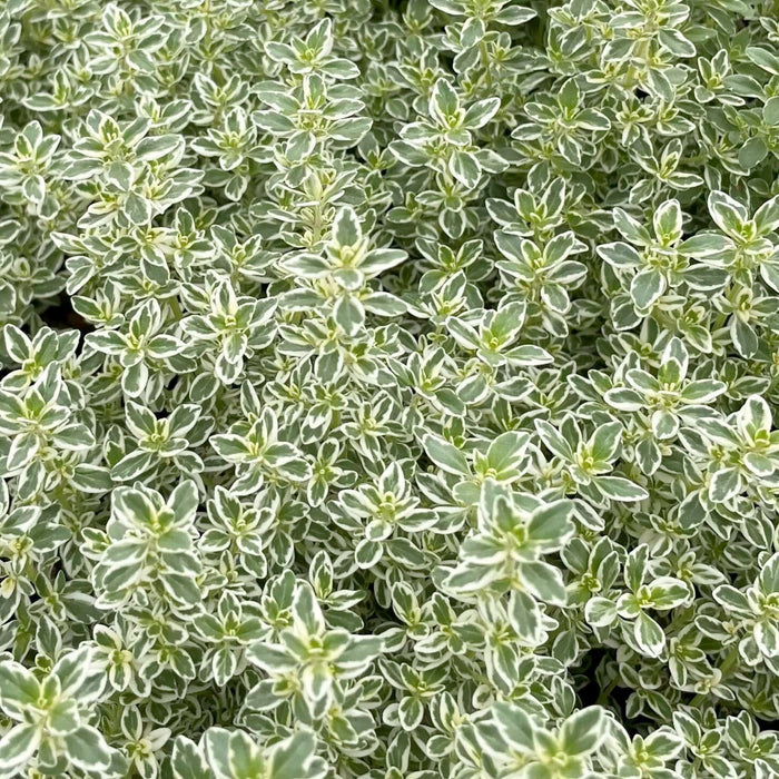 Thyme 'Sparkling Bright' - 4" Pot