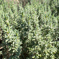 Thyme 'Winter' - 4" Pot