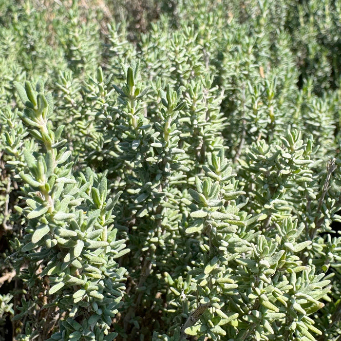 Thyme 'Winter' - 4" Pot