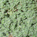 Thyme 'Wooly' - 4" Pot