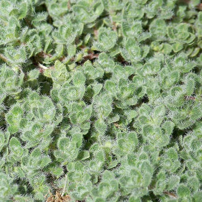 Thyme 'Wooly' - 4" Pot