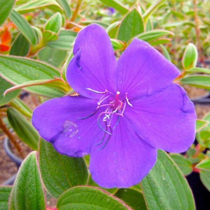 Tibouchina urvilleana - Princess Flower - 5 Gallon - Roger's Gardens