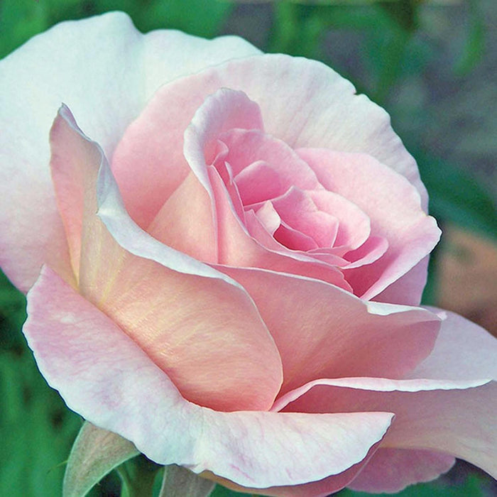Tiffany - 5 Gallon - Roger's Gardens