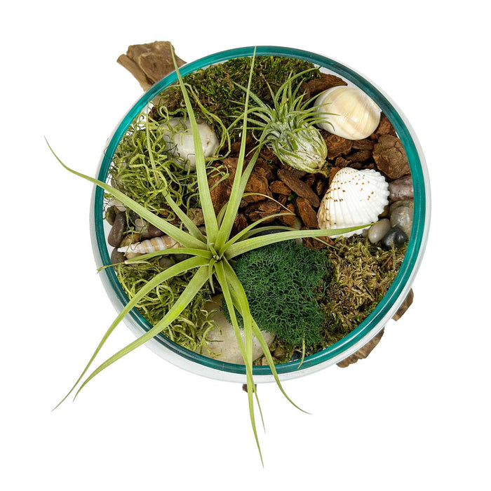 Tillandsias in Teak Glass Bowl Arrangement