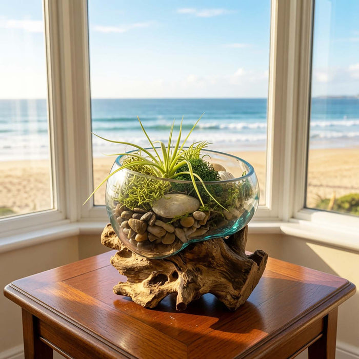 Tillandsias in Teak Glass Bowl Arrangement