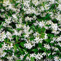 Trachelospermum jasminoides - Star Jasmine - 5 Gallon - Roger's Gardens