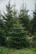 Traditional Christmas Tree