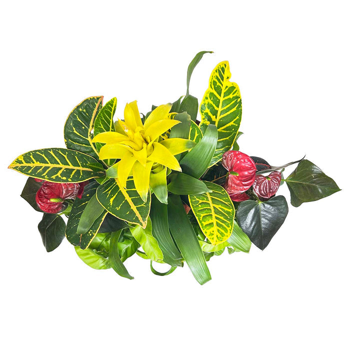 Tropicals in White Wavy Vase Arrangement