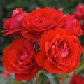 Trumpeter - 24" Tree - 5 Gallon - Roger's Gardens