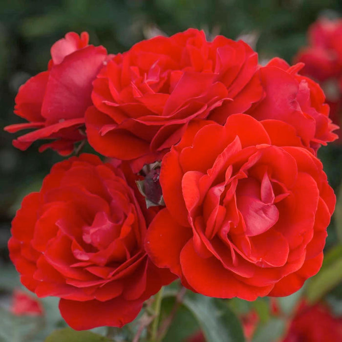 Trumpeter - 24" Tree - 5 Gallon - Roger's Gardens